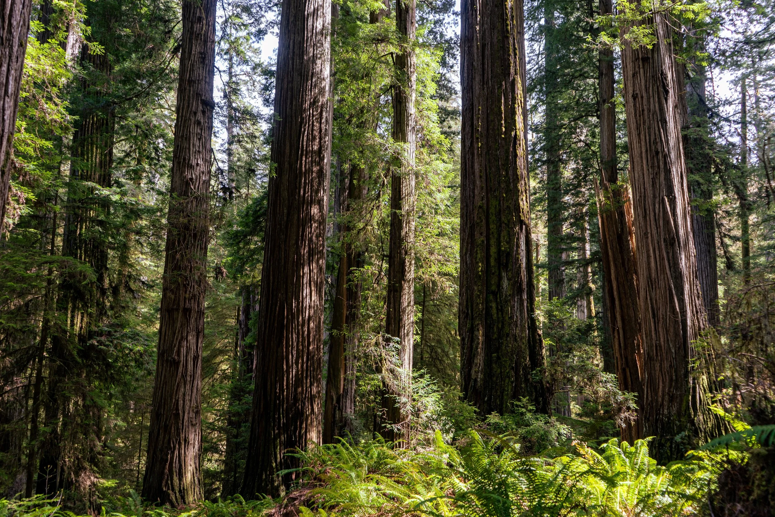 Redwoods NP - Resized for Web.jpg