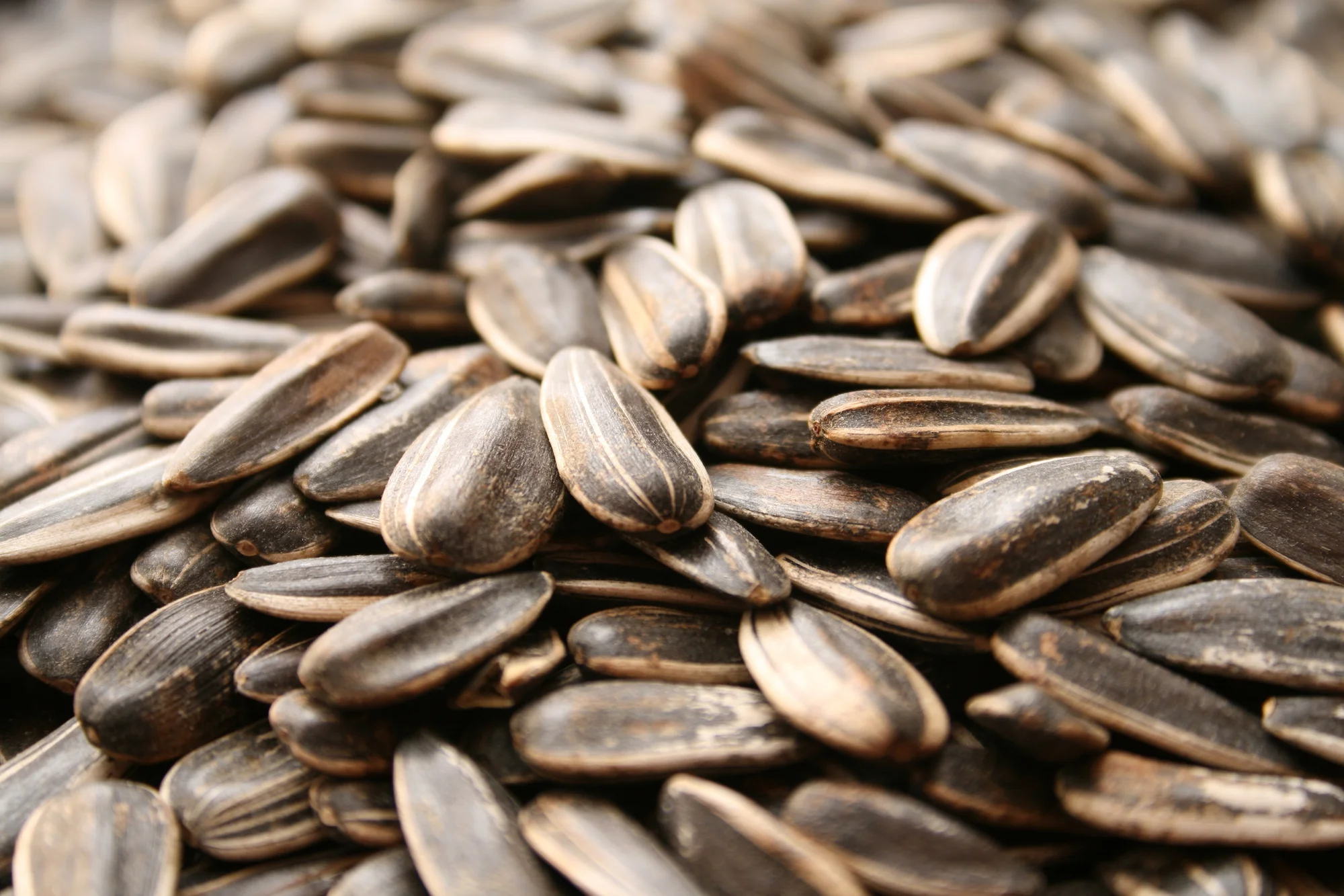 seeds and grain_sunflower seeds_iStock-157292820.jpg