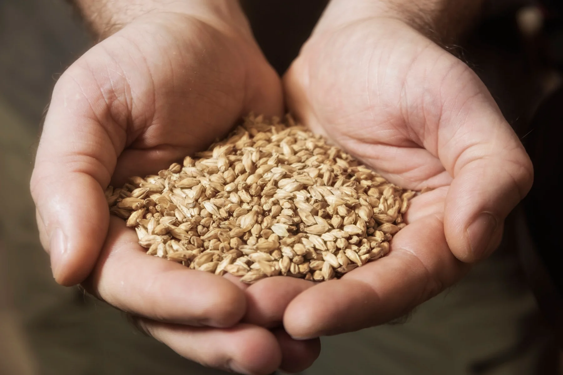 seeds-and-grain_in-hands_iStock-873635416.jpg