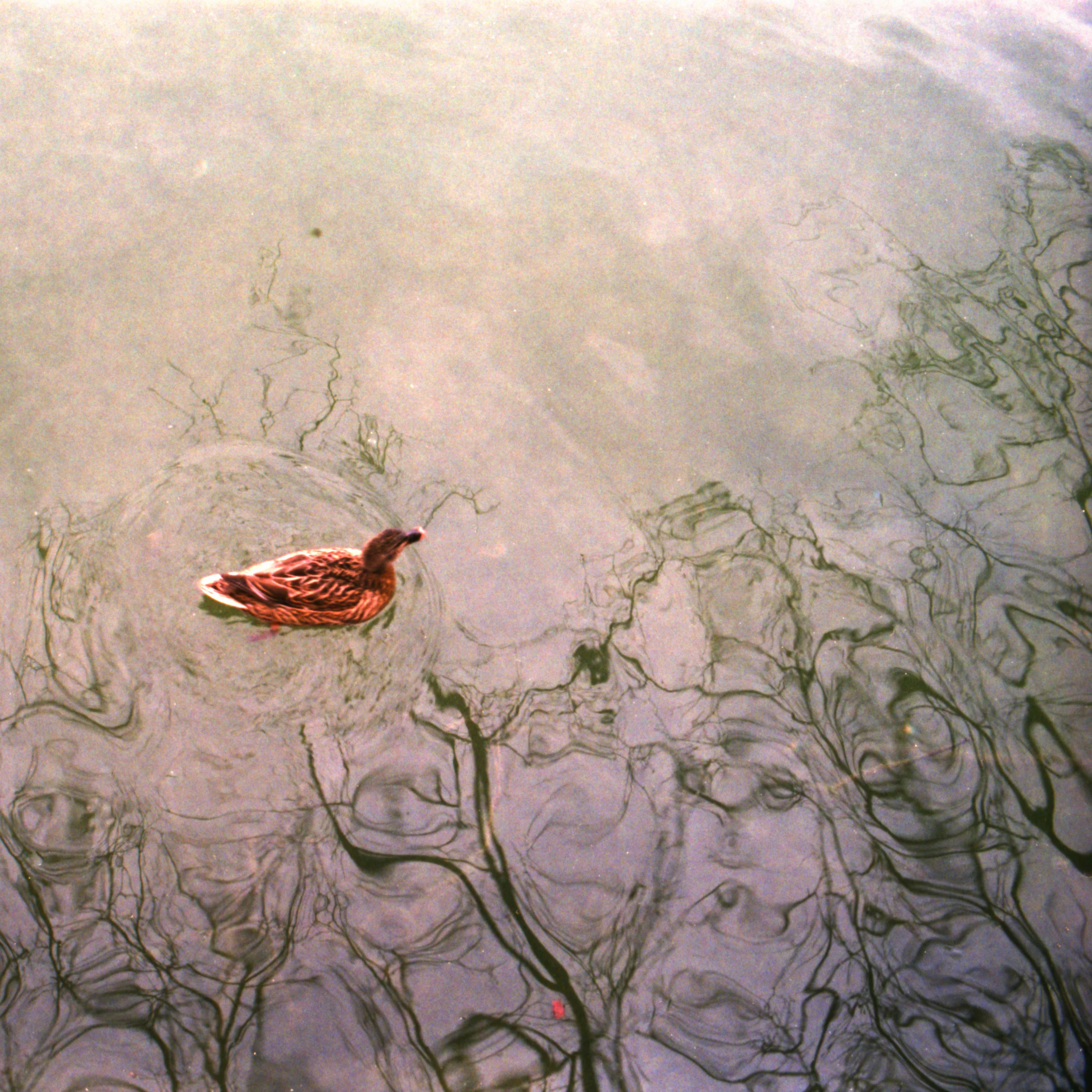 pentax2-2.jpg