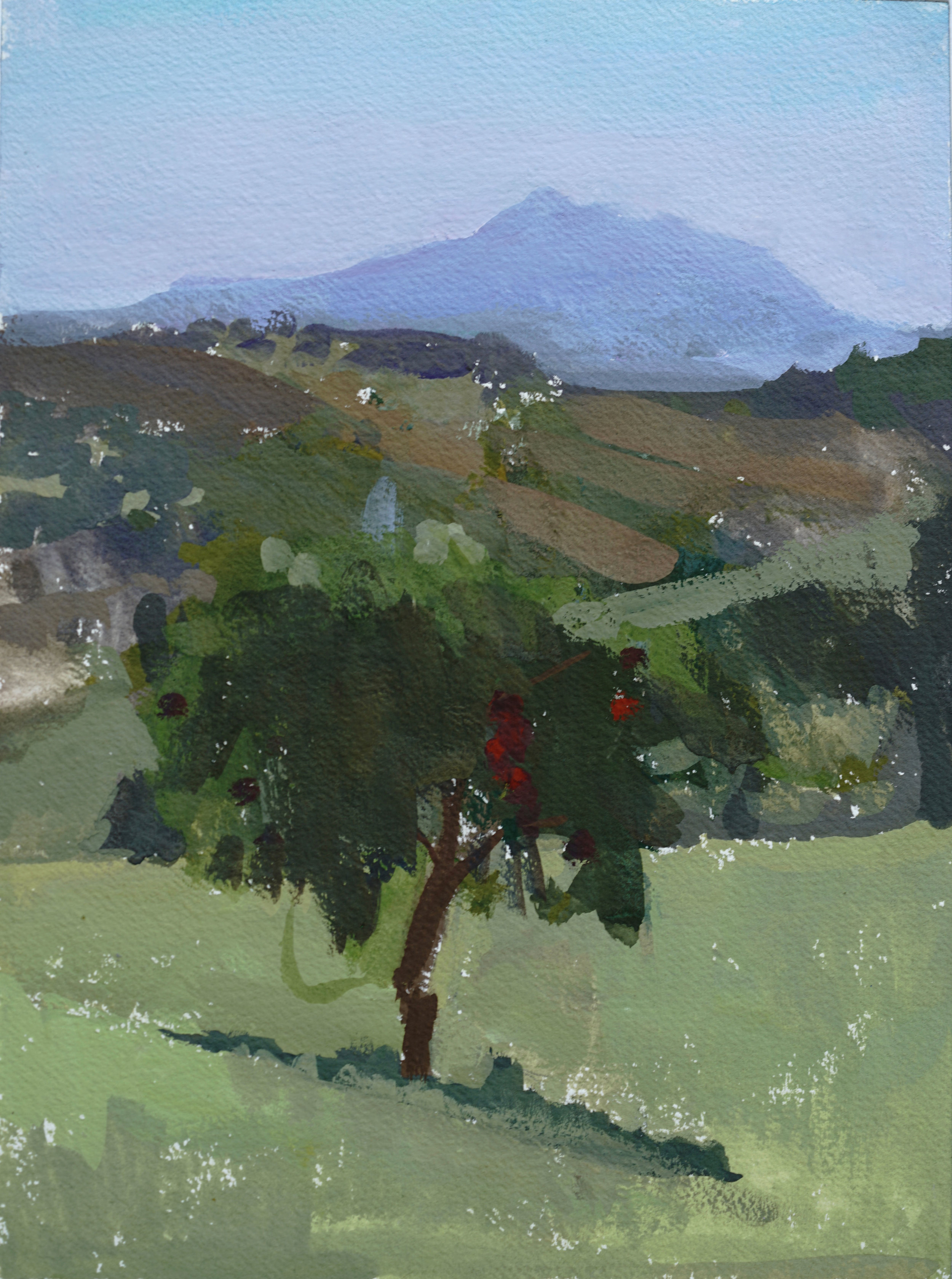 The Pomegranate Tree, 2017