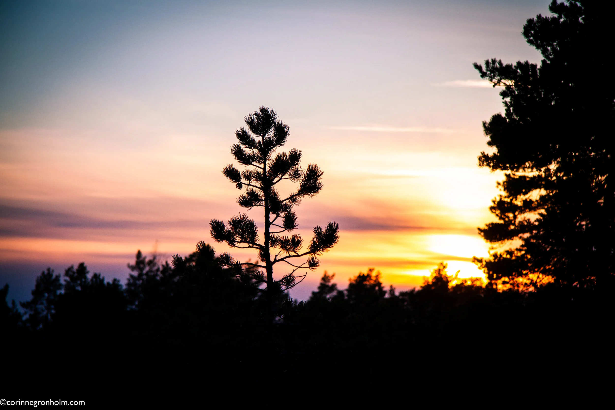 skogsolnedgang.jpg