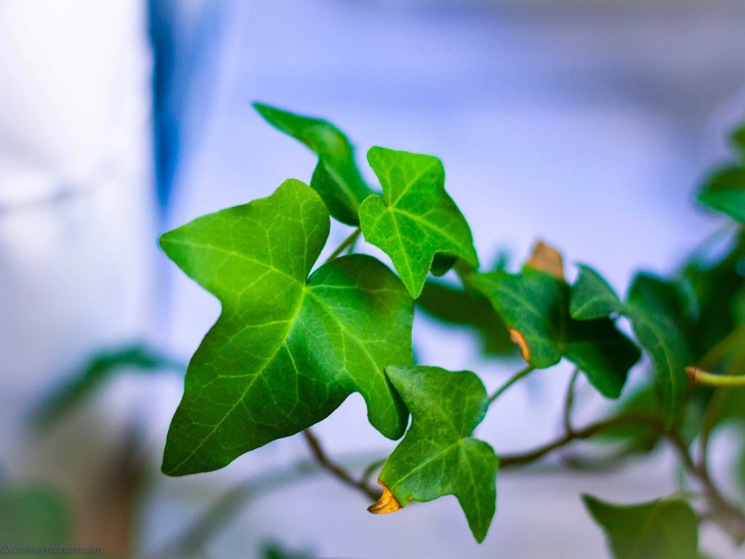 Någon jag gärna skulle tagit med var min vackra murgröna som blivit så stor och fin. Tyvärr dog den av uttorkning under jullovet när jag var på semester så det kändes riktigt trist. Som tur kan man plantera nya!