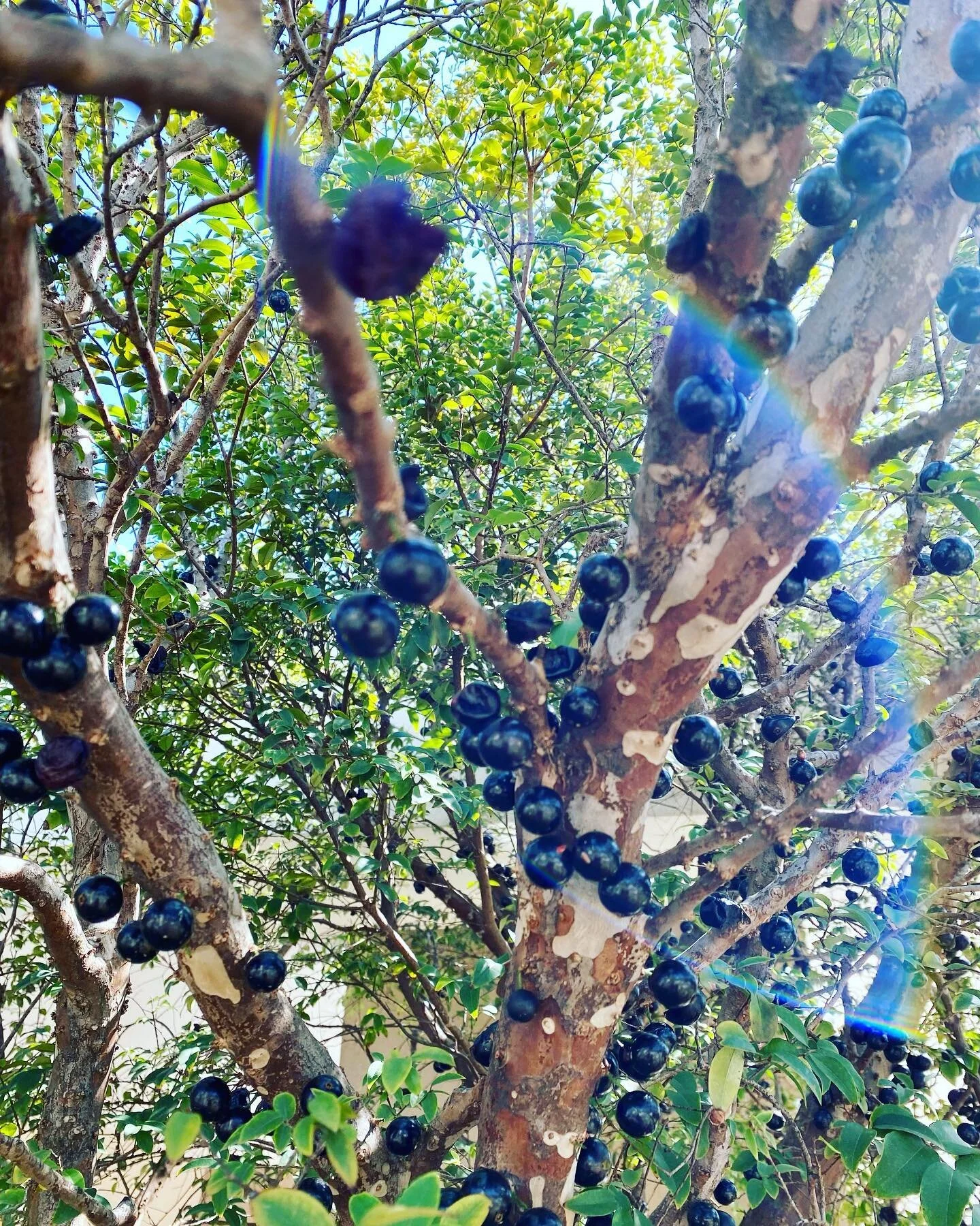 Jabuticaba tree