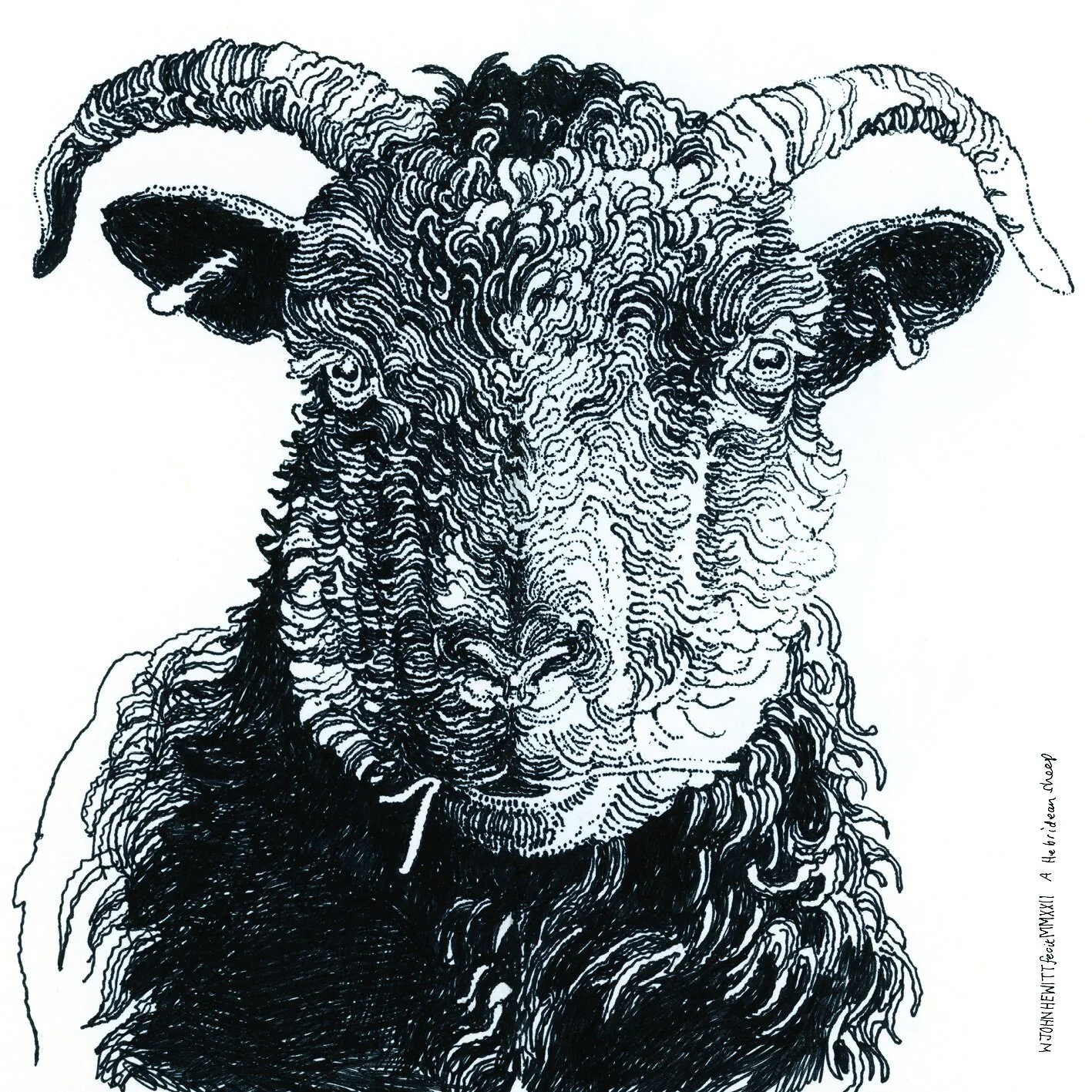 John Hewitt - A Hebridian Sheep