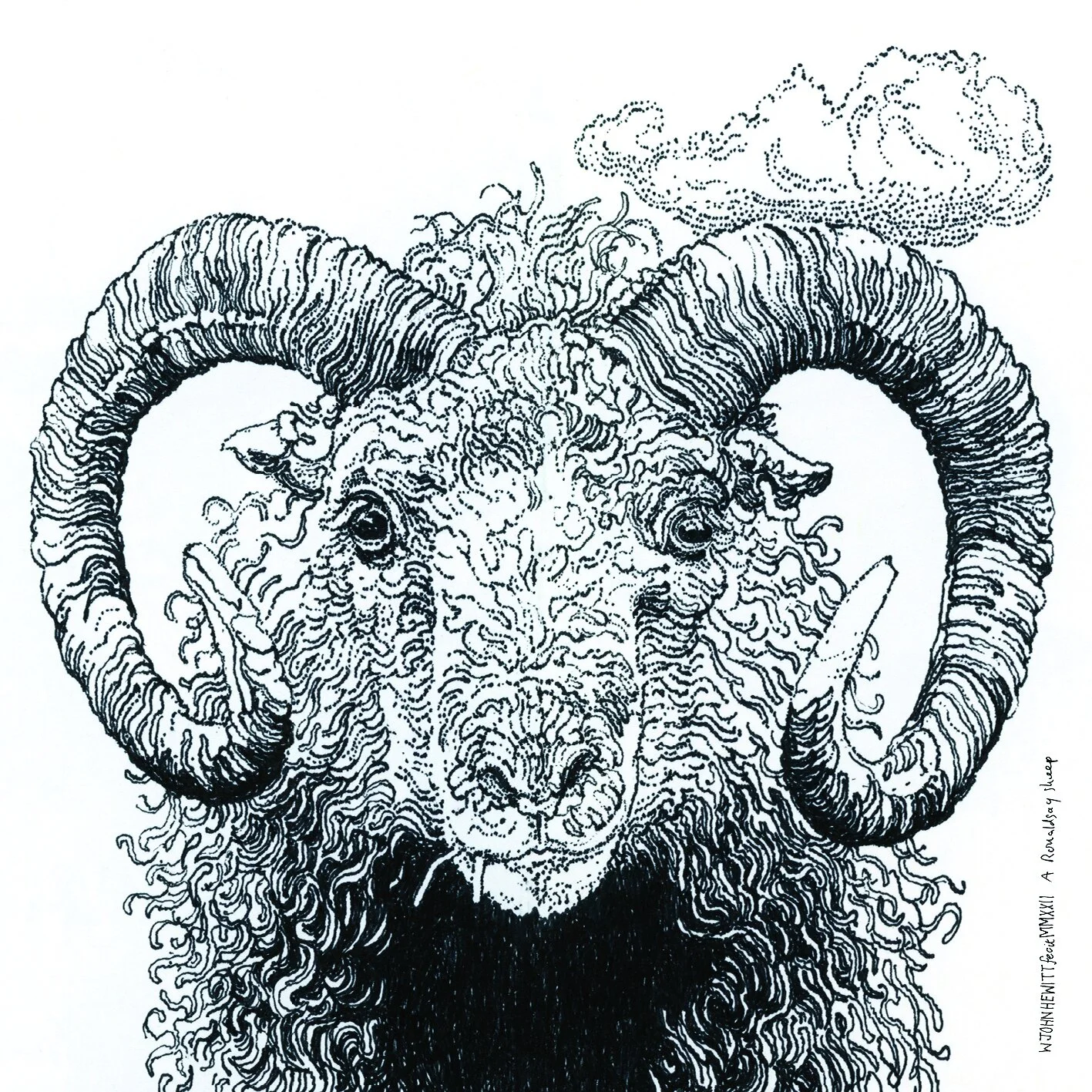 John Hewitt - A Ronaldsay Sheep