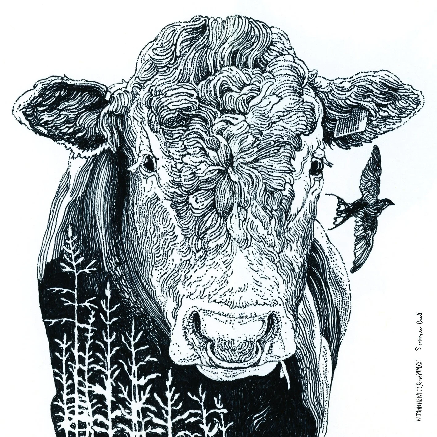 John Hewitt - Summer Bull