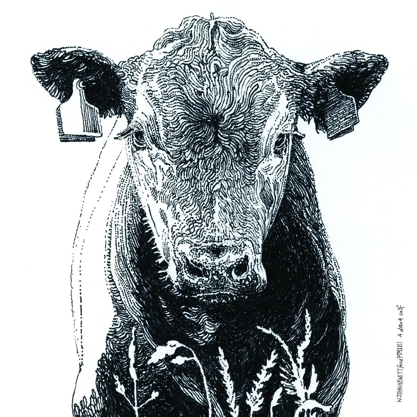 John Hewitt - A Dark Calf
