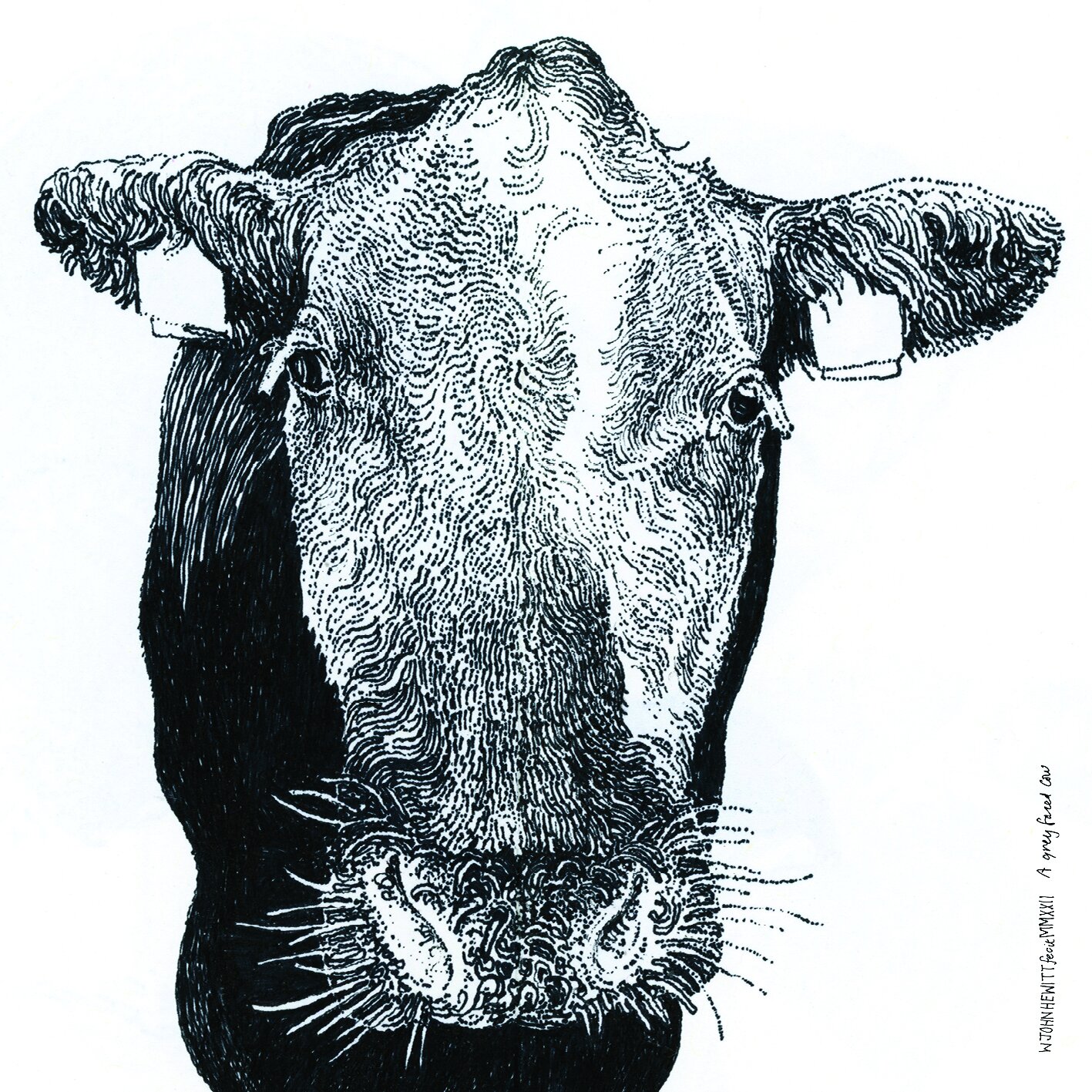 John Hewitt - A Grey Faced Cow
