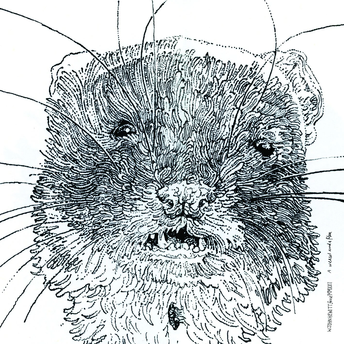 John Hewitt - A Weasel and a Flea