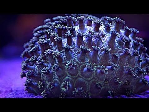 Psychedelic Timelapse Of Coral Close Up