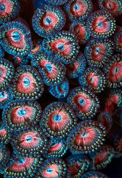 coral polyps colorful.jpg