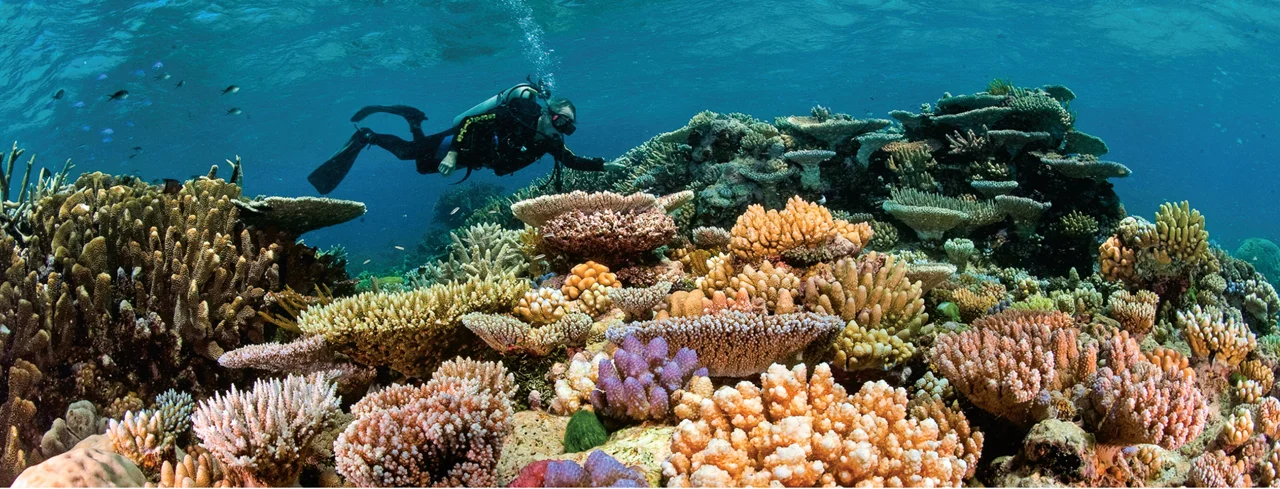 beautiful coral reef.jpg