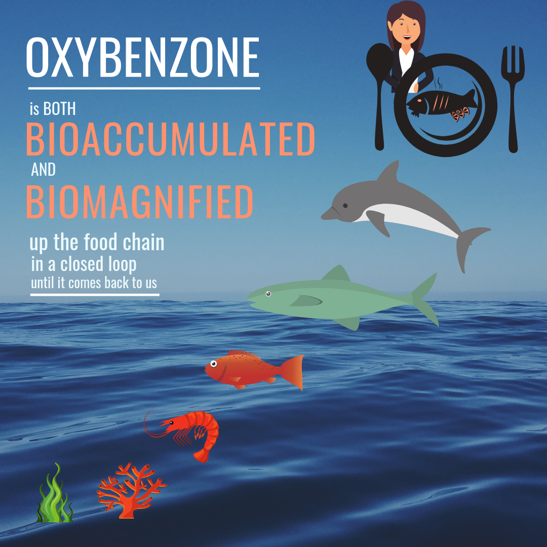 oxybenzone-bioaccumulated-biomagnified-up-food-chain-ocean-human.png