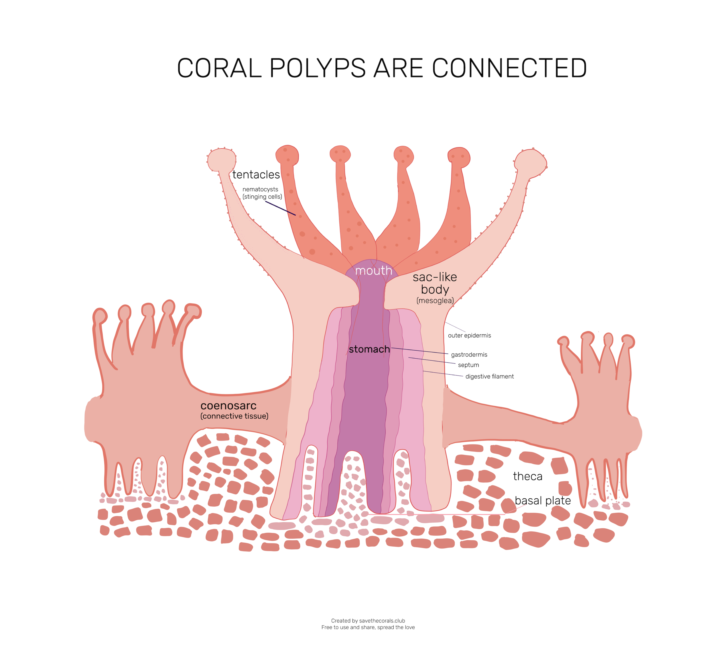 Coral Polyp Structure | Natural Black Coral with Polyp Structure – ADEX