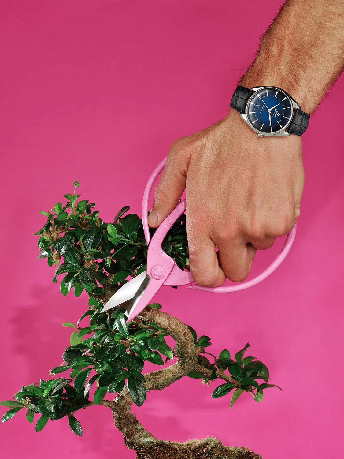 Bonsai_low.jpg