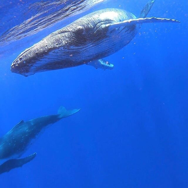 Whales hold a vibration of love and wisdom for planet 🌎 earth.