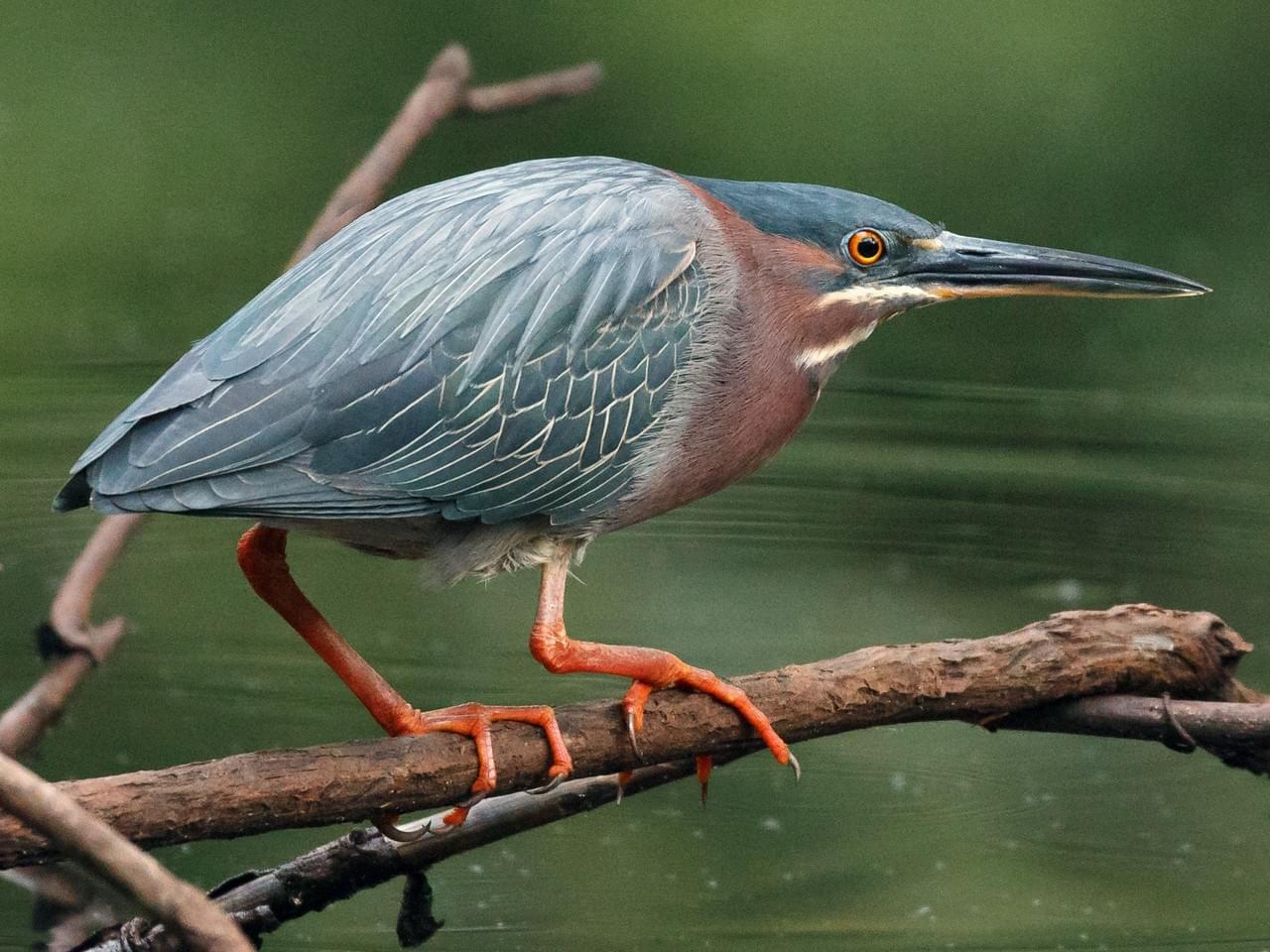Green Heron - image from Cornell Lab of Ornithology - Simon Best