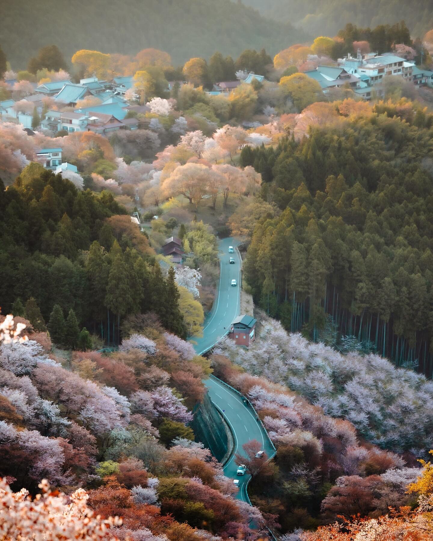 🌸 will you blossom in time for us this year?

#visualspassport_japan 
#hellofrom #吉野山 #nikonhongkong #nikonasia 
#桜スポット #花見 #voyaged #nomadict #1x #visitjapanjp #visitjapanhknow