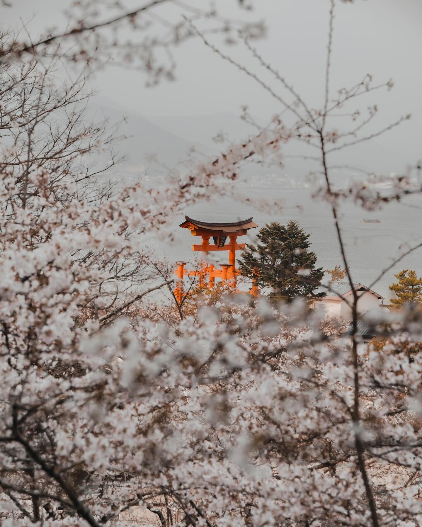 🌸⛩️ of 厳島 - how epic and lucky were @f.o.v_ and I to witness the (almost) full bloom of sakura at a corner of Itsukushima? 

Answer is probably 1000 out of 100!! 🌟

Photographed on 30.3.2024

#visualspassport_japan 
#hellofrom #itsukushima #厳島神社⛩ #