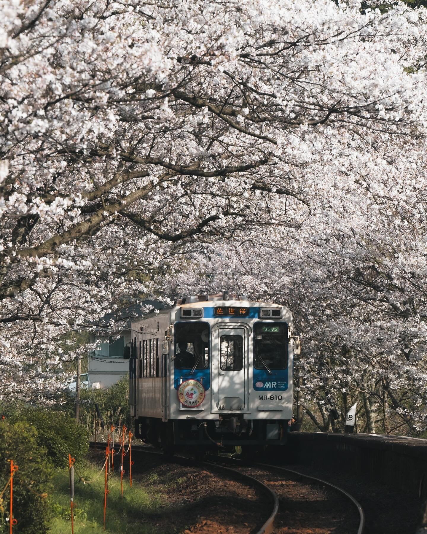 Sakura express 🌸🚉 - except probably you want this train to be as slow as possible, and it really is just a local train 😆

Probably my favourite photo for sakura in 2024.  What&rsquo;s yours? 🤓

#visualspassport_japan 
#hellofrom #浦ノ崎駅 #九州観光 #visi