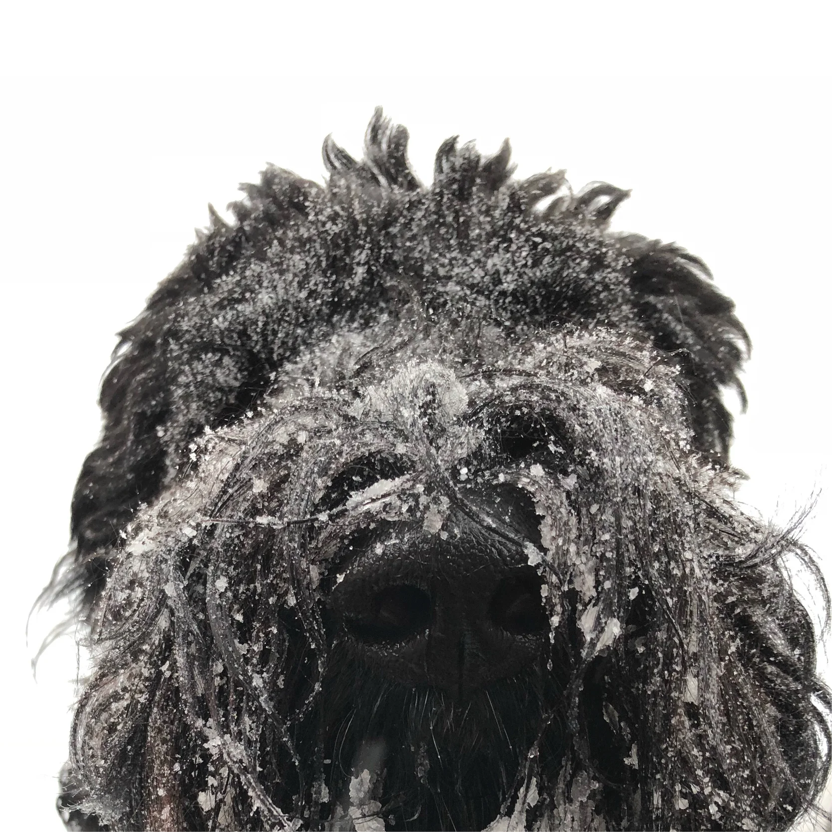 Ode to Wisconsin Dog Walkers