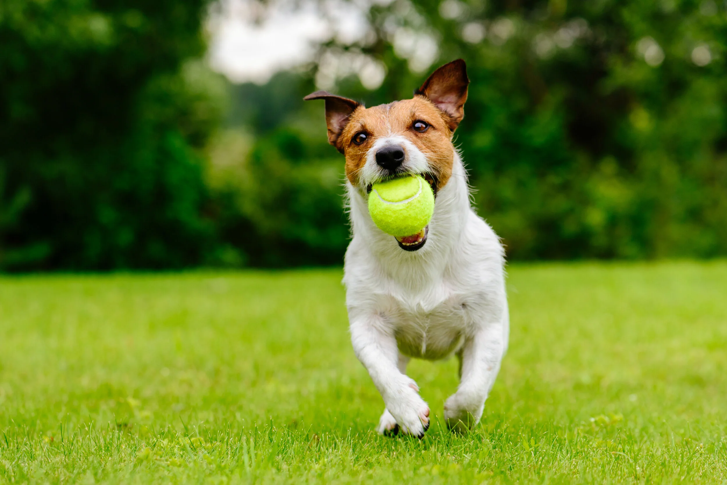 How To Teach Your Dog To Drop The Ball Online Dog Training Courses By The Crafty Pup