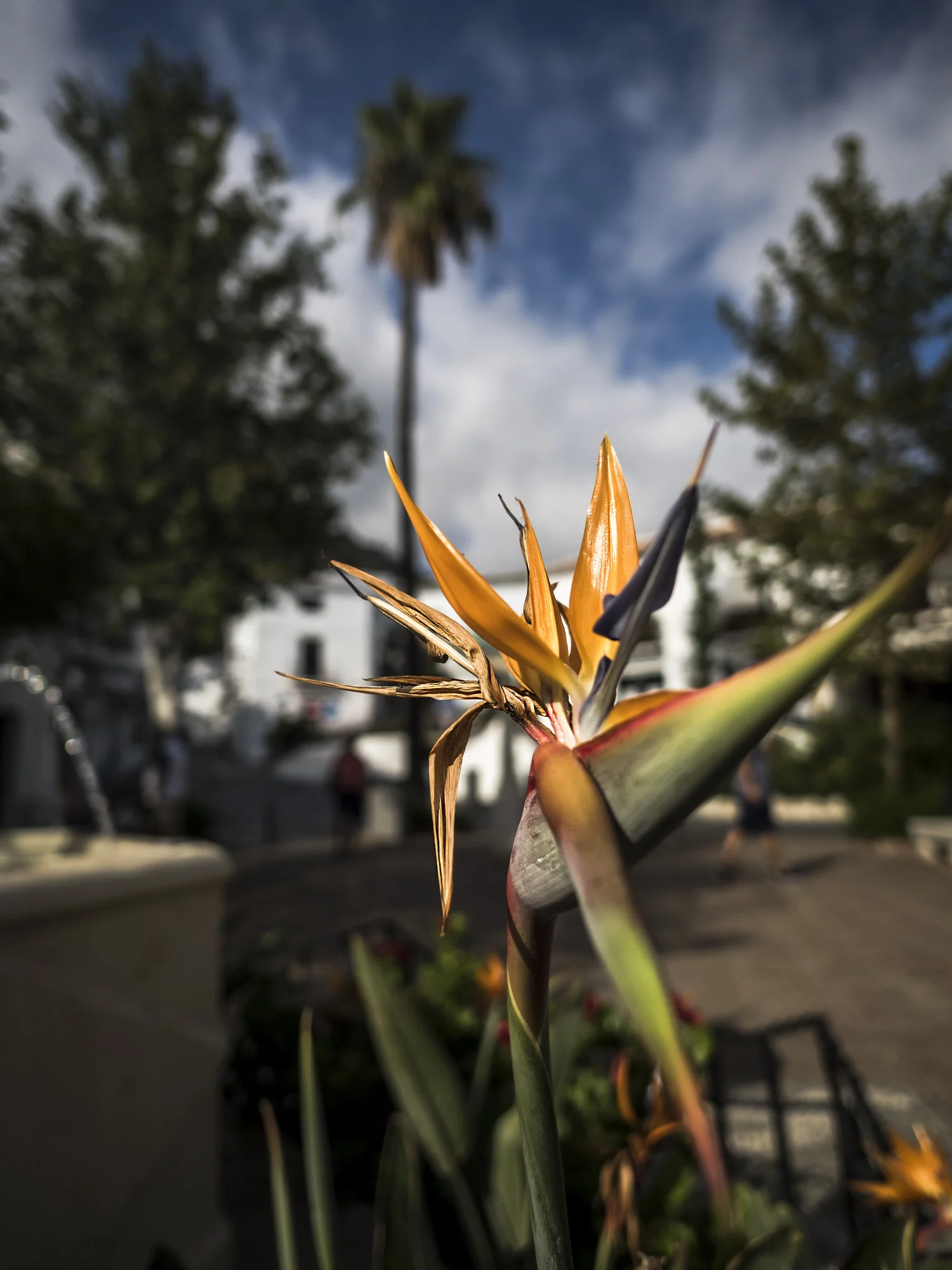 flower mikuta photography
