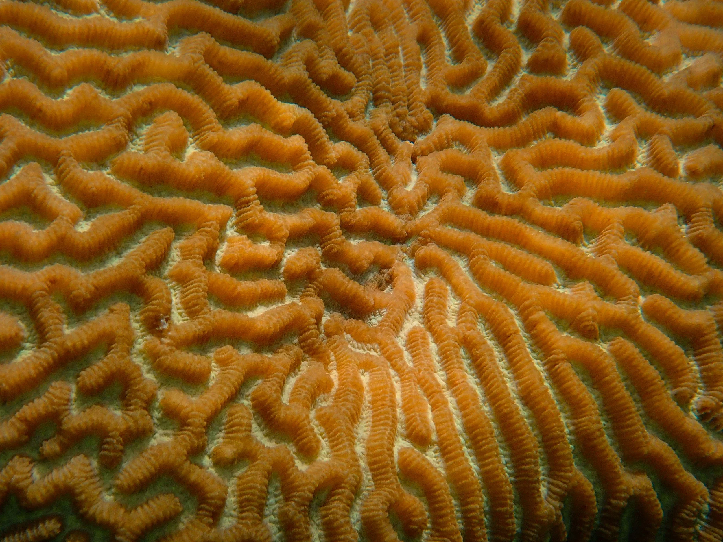 Seabed Mining at a Crossroads: A Discourse on Current Legal and Policy Perspectives