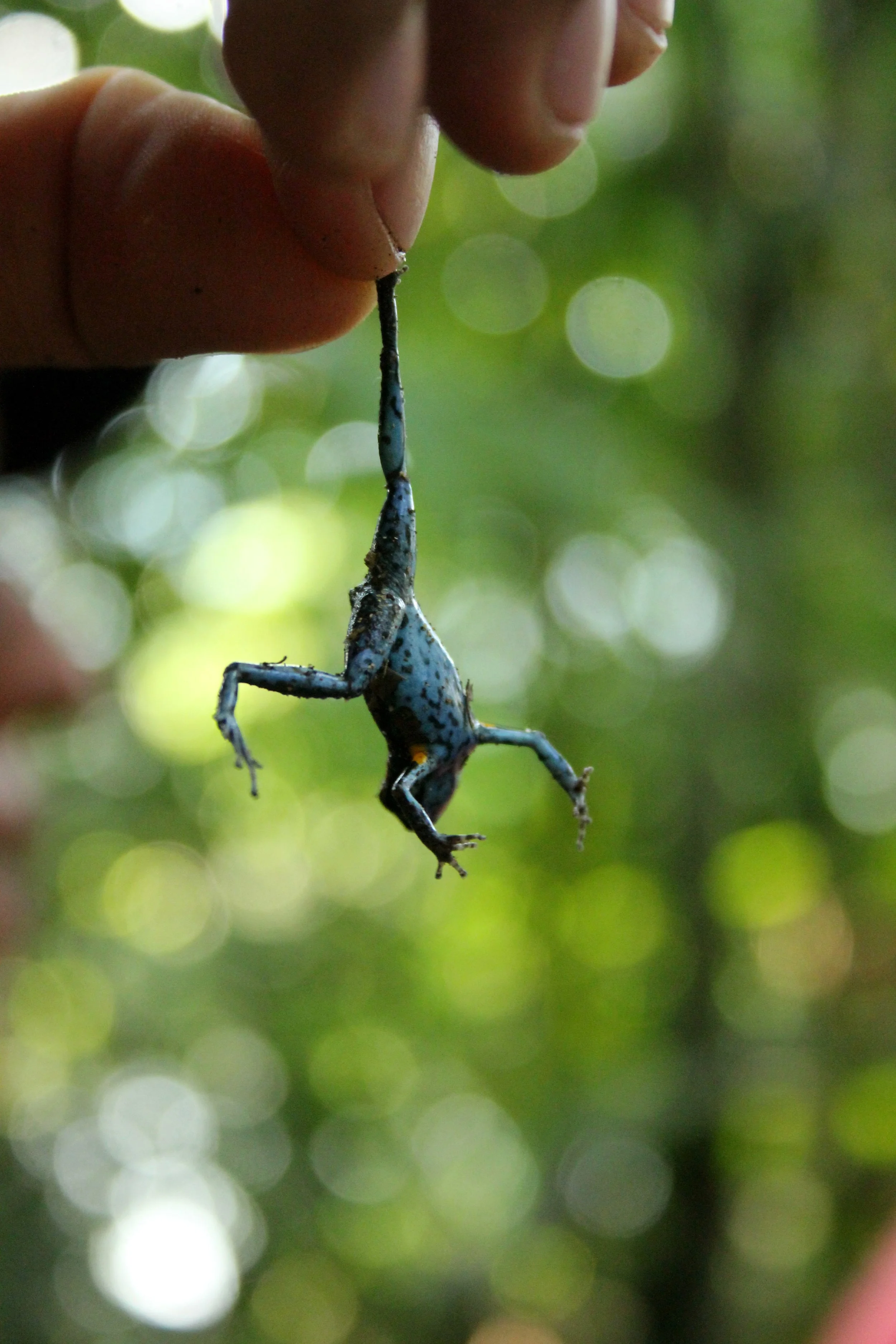 ecuadormayterm2013 250.JPG