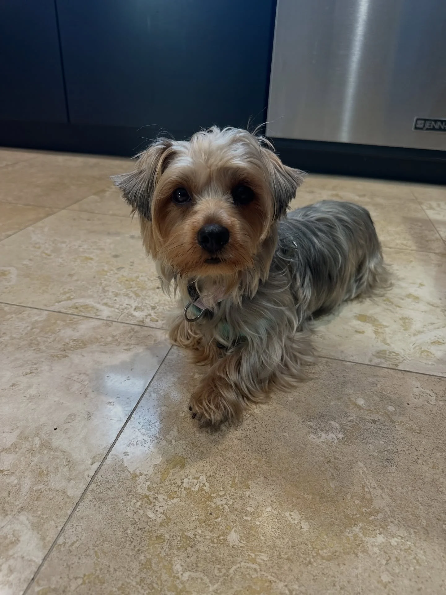 🚨 Urgent Help Needed for Missing Dog 🚨

This sweet Yorkie was found under a car by one of our awesome Foster&rsquo;s in Cudahy, near Lynnwood.... poor girl. We got her off the streets but now we need your help to find her home. We took her in to ge