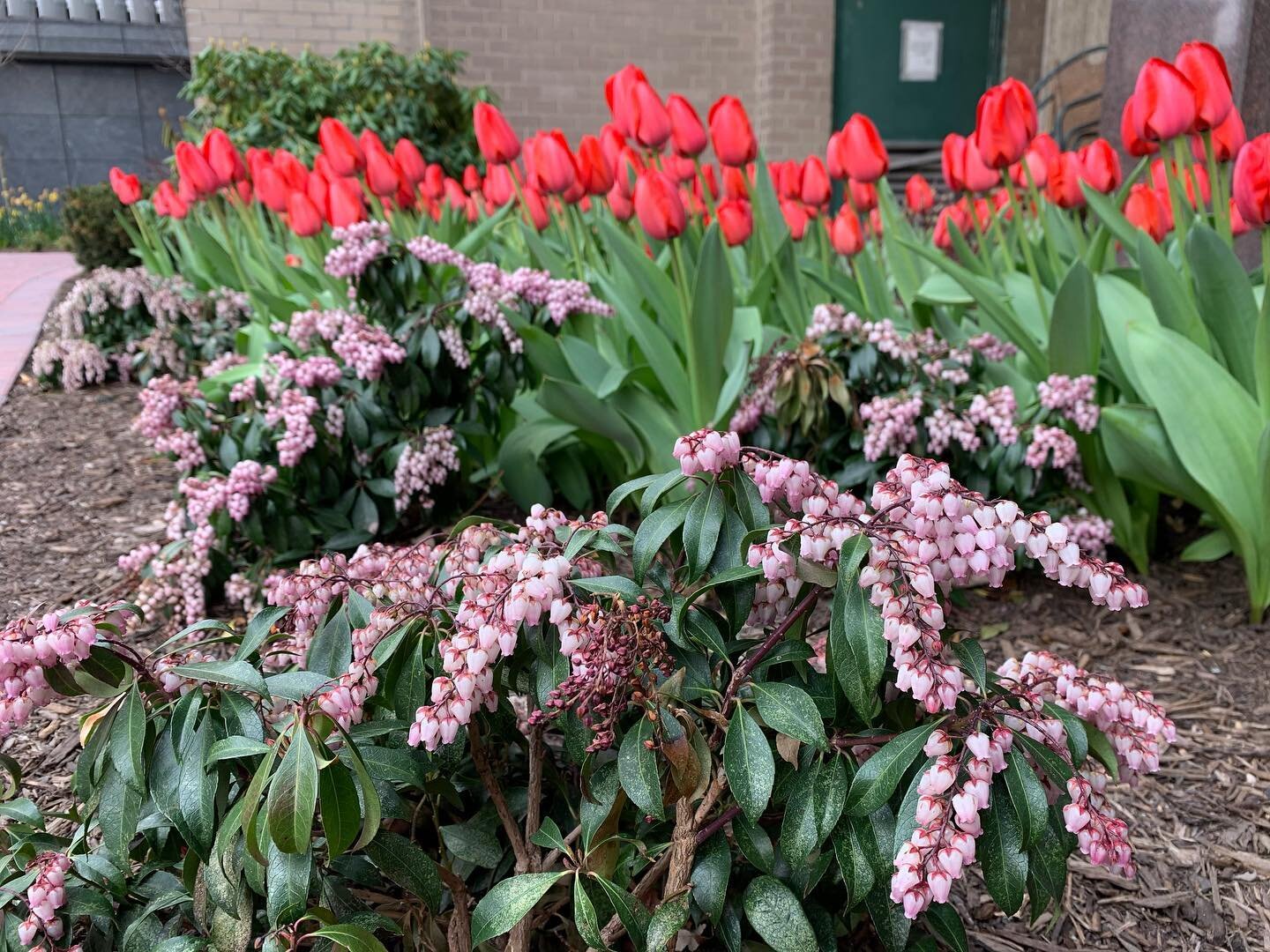 Ohhh, isn&rsquo;t it beautiful 🤩? Flower 🌸🌺🌷 #hellotulips🌷 #daffodils🌼 #springtime #landscaping #nyclife #nycgardens #everyonelovesplants #gardenwork #nature