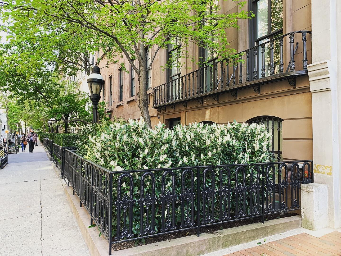 🌿🌺💆💆&zwj;♀️ #beautifullandscaping #nyclife #rooftopgarden #thisview #capturethemoment #begonias #hellospring #bloom #aprilinnyc #loveplants #greenthumb #oasis 🍀