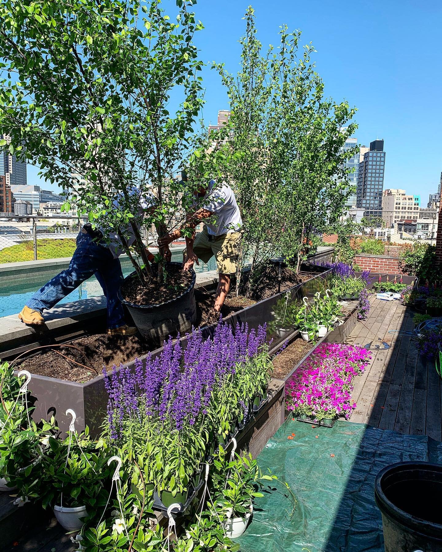 Working hard 🙌🧑&zwj;🌾🍀🌺🌸🌼 #rooftopgarden #gardening #landscaping #landscapedesign #nyhorticulturegroup #summervibes #springflowers #springvibes #planting #gardentips #rooftopnyc #rooftoppool #everyonelovesplants #greenthumb 👍🏻