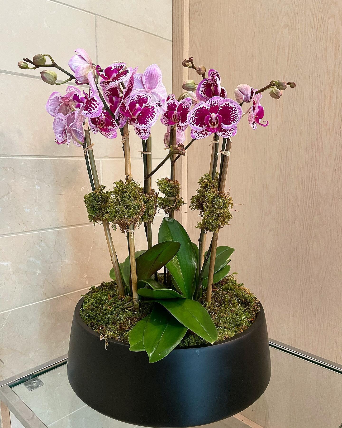 Who doesn&rsquo;t love orchids?! 🥰😍 #orchid #lobbyarrangement #greenthumb #everyonelovesplants #plantdecor #lobbydecor #buildinglobby #landscaping #garden #lovemyjob #nyclife 🍀🌸