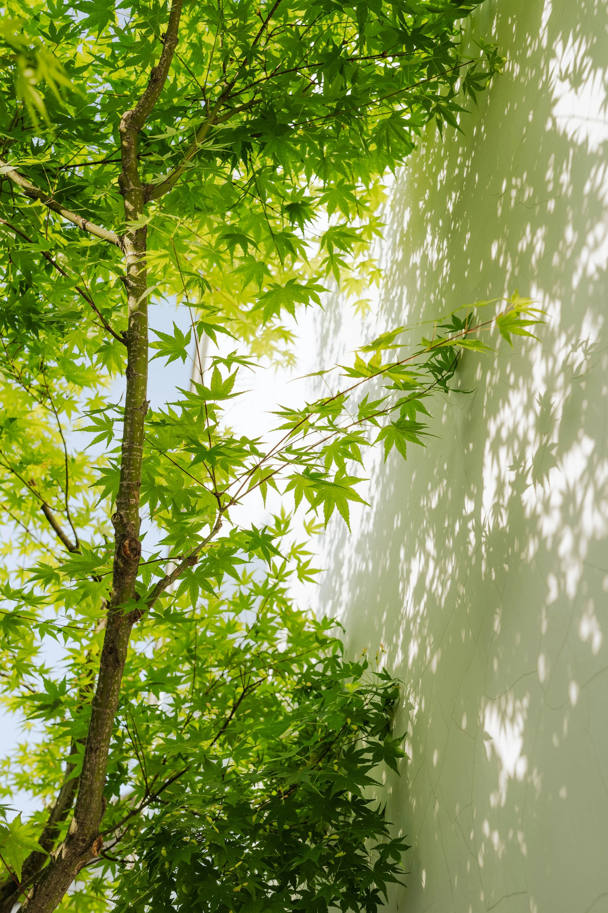 The Best Plants for NYC Rooftop Gardens