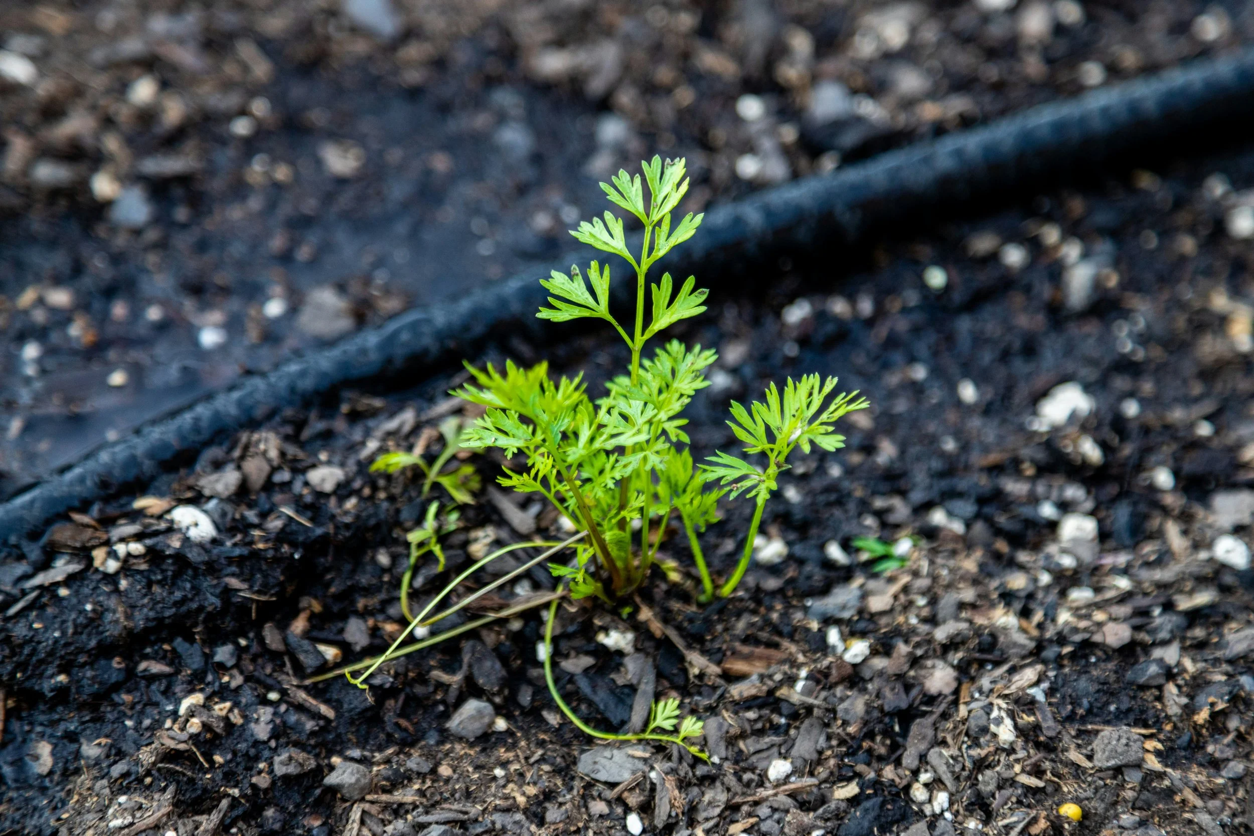 How Drip Irrigation Works in a NYC Rooftop or Terrace Garden