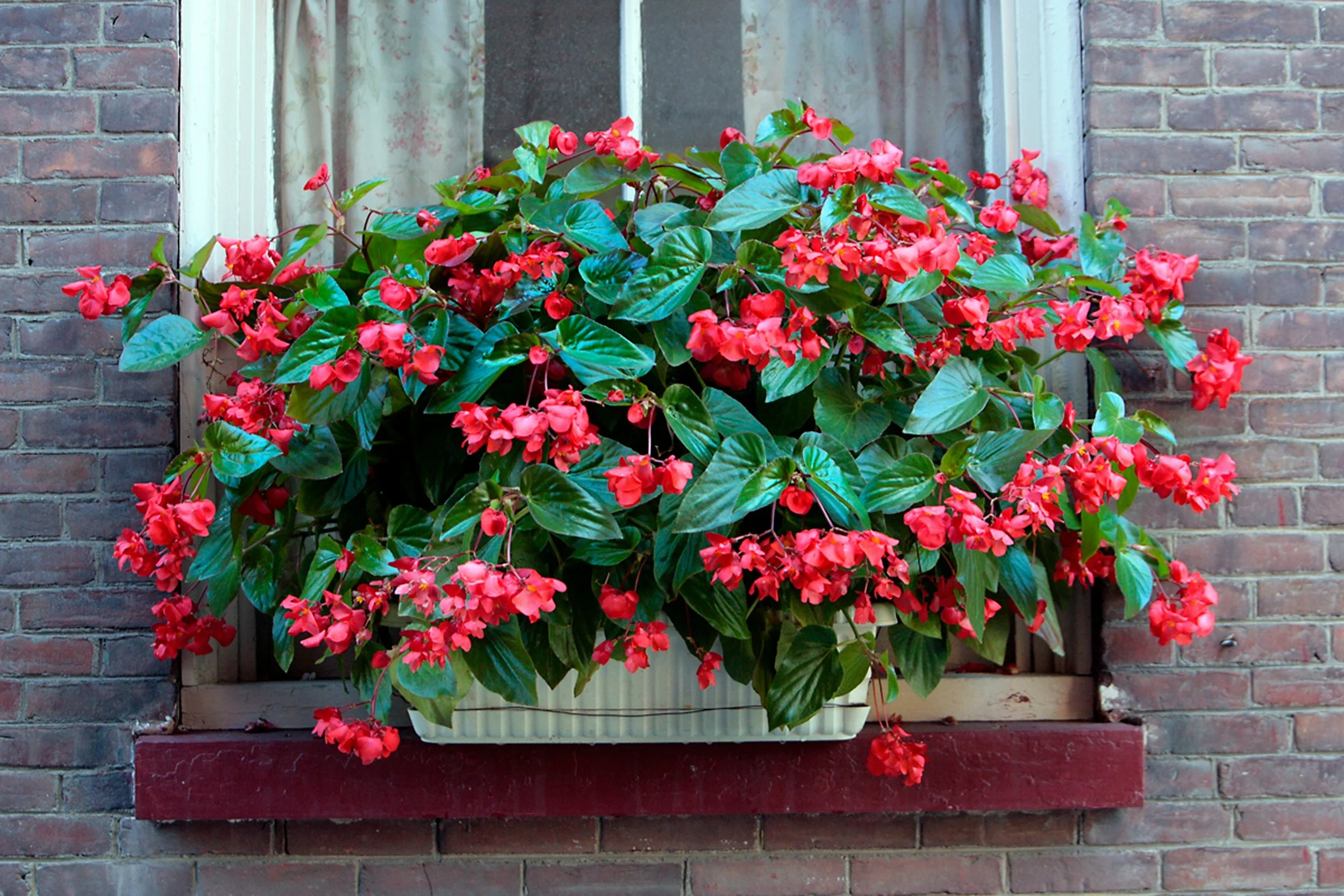 The Best Fall Plants for NYC Terraces and Window Boxes