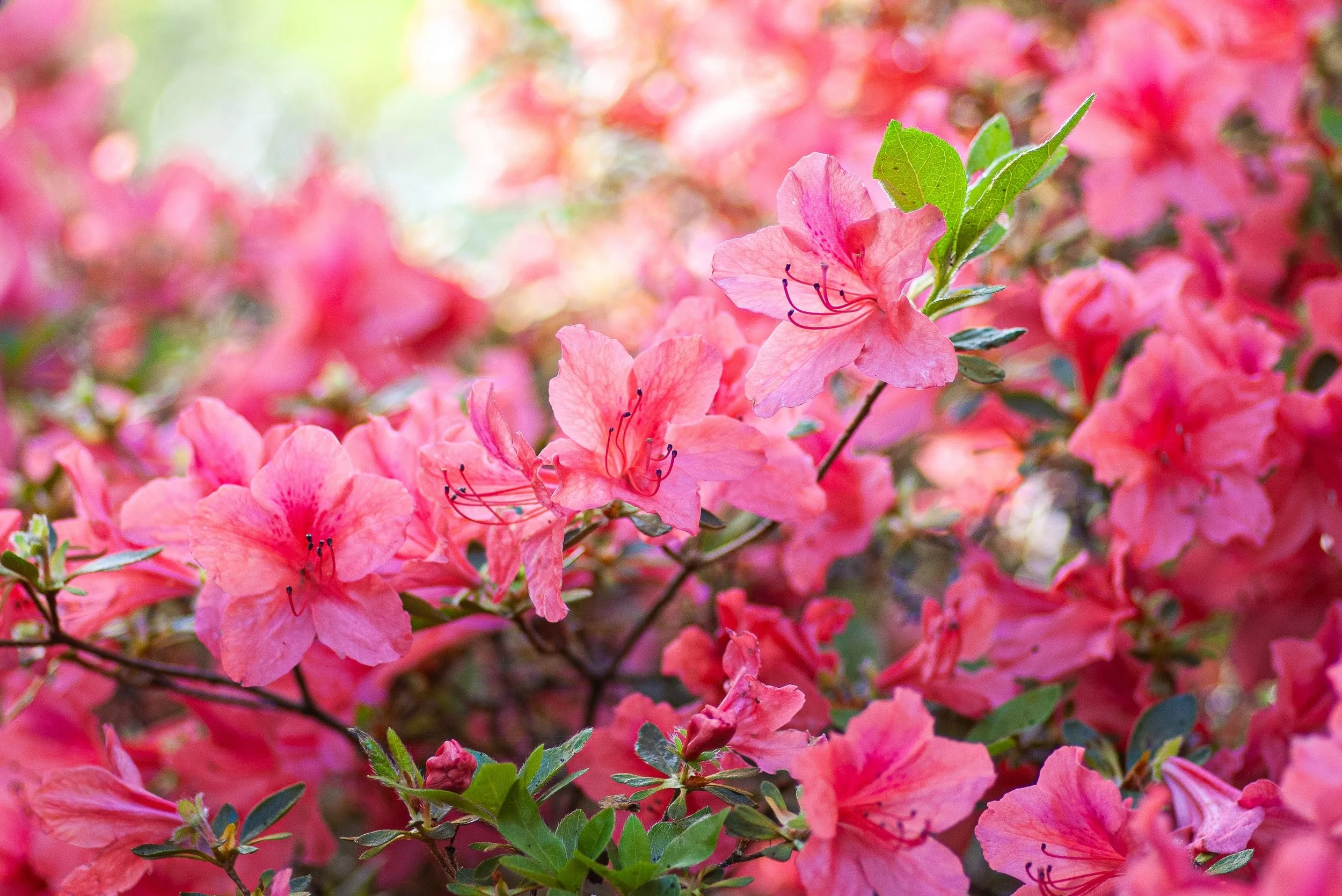 Best Plants for Zone 7 New York Gardens: A Seasonal Guide