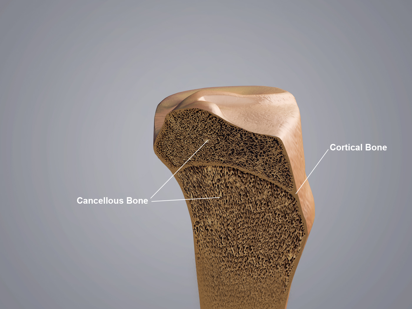 CrossSection copy.jpg