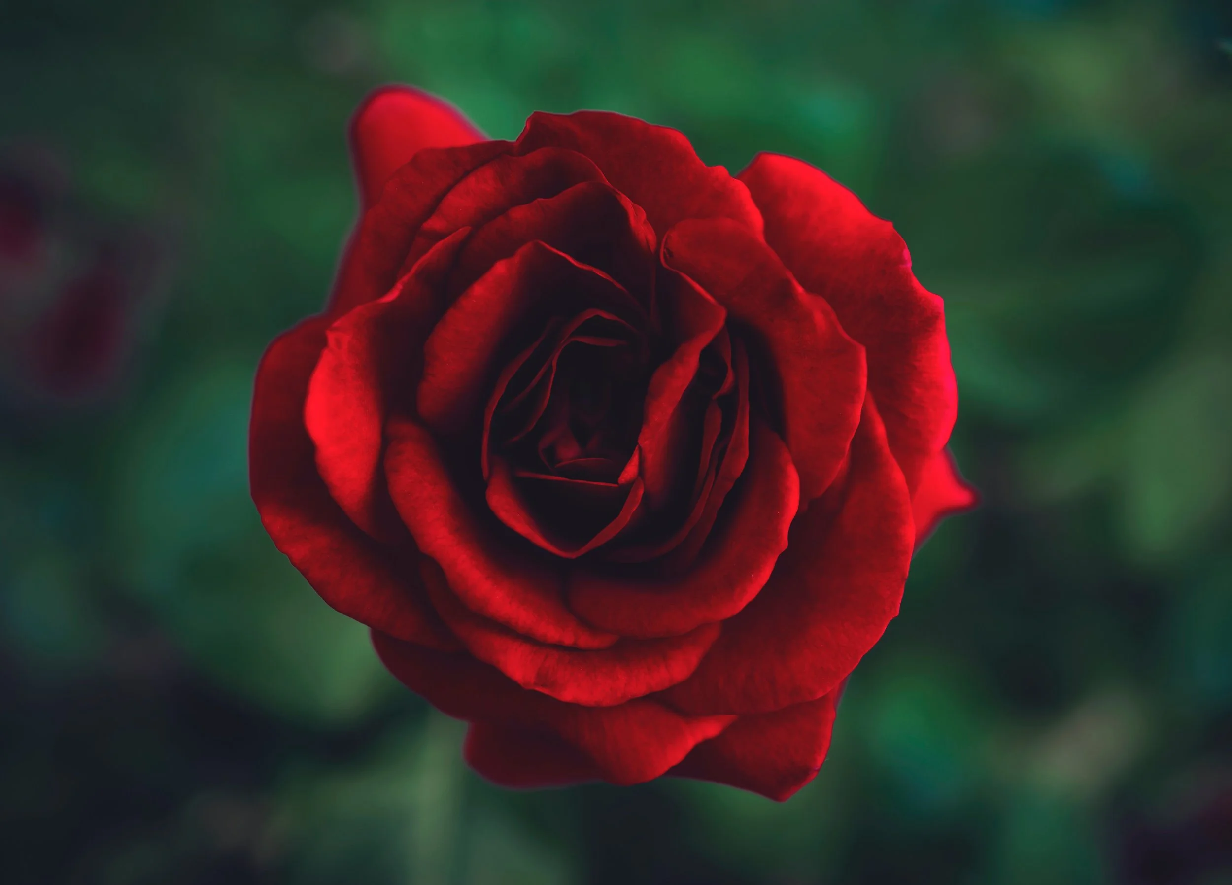 vlad-costache-tL9u4cyaj7o-unsplash.jpg