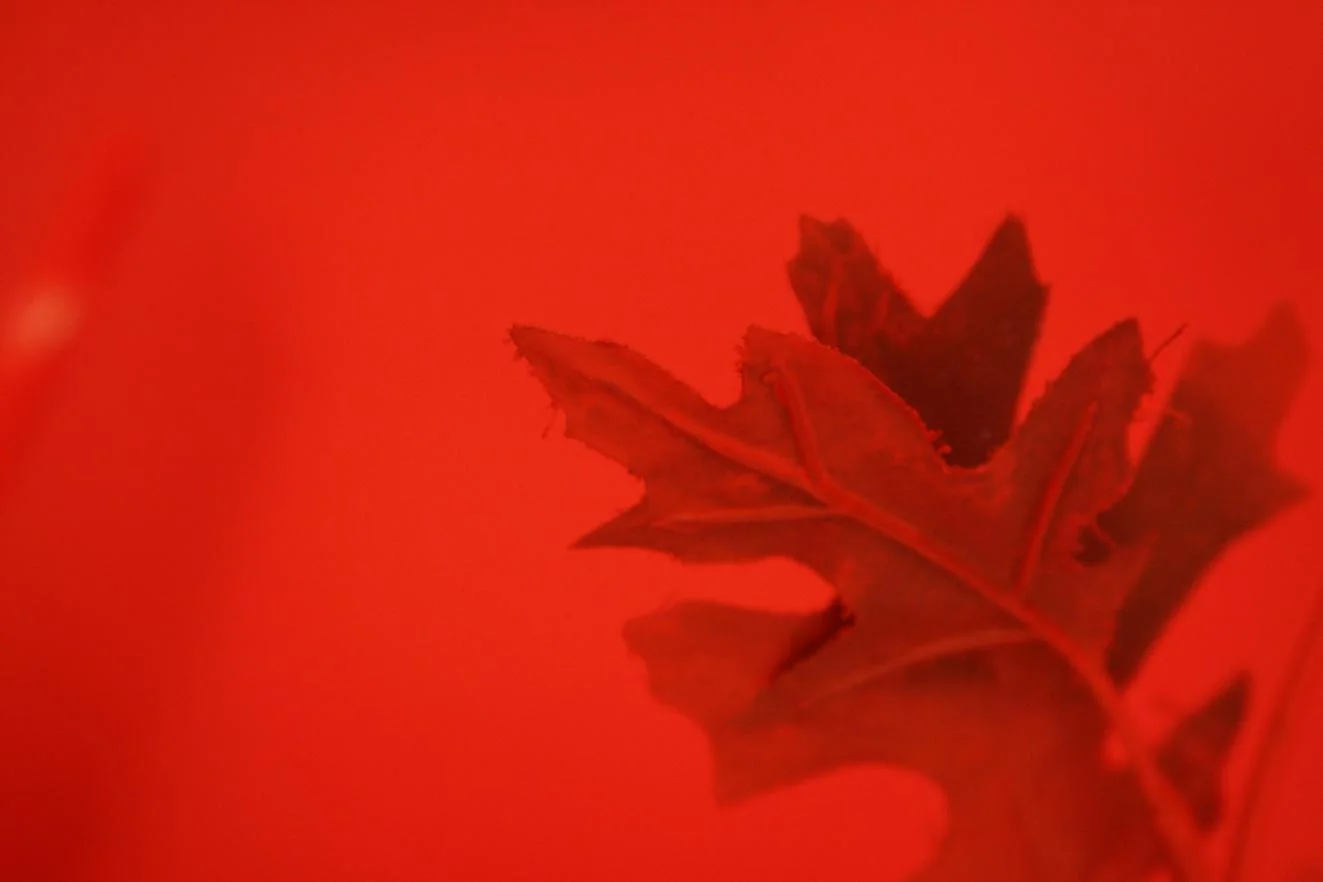 big, red & shiny_006.jpg
