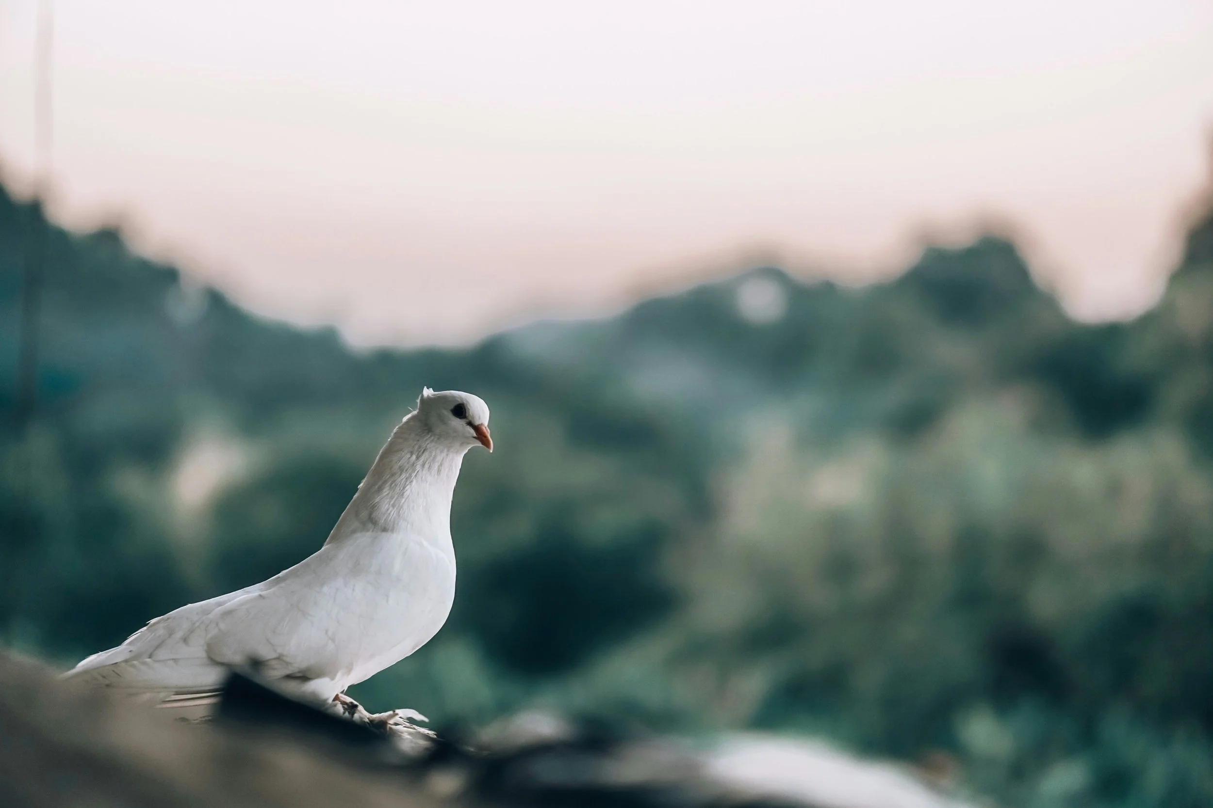 al-ishrak-sunny-IOdlDwpOpA0-unsplash.jpg