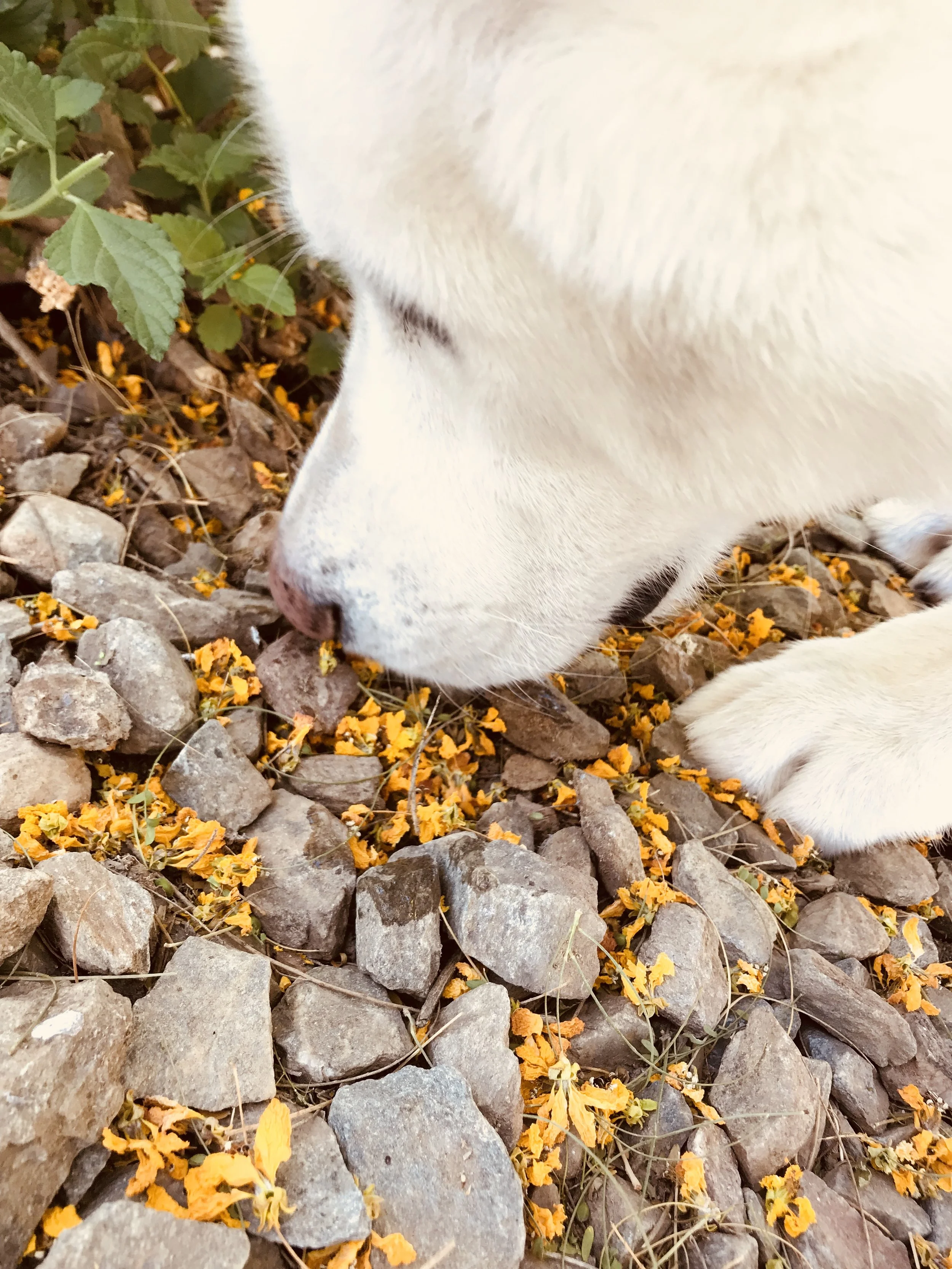 Stop Smelling Dead Flowers.