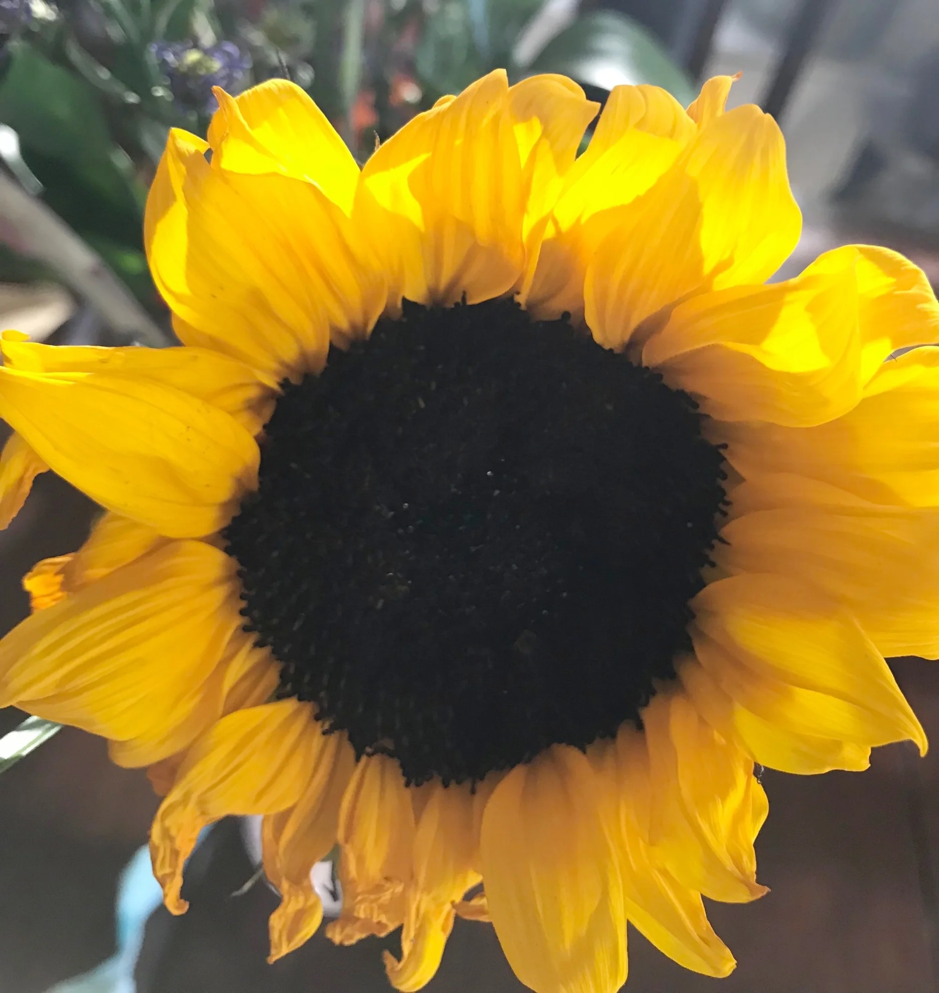 Eternal Sunshine Addict.