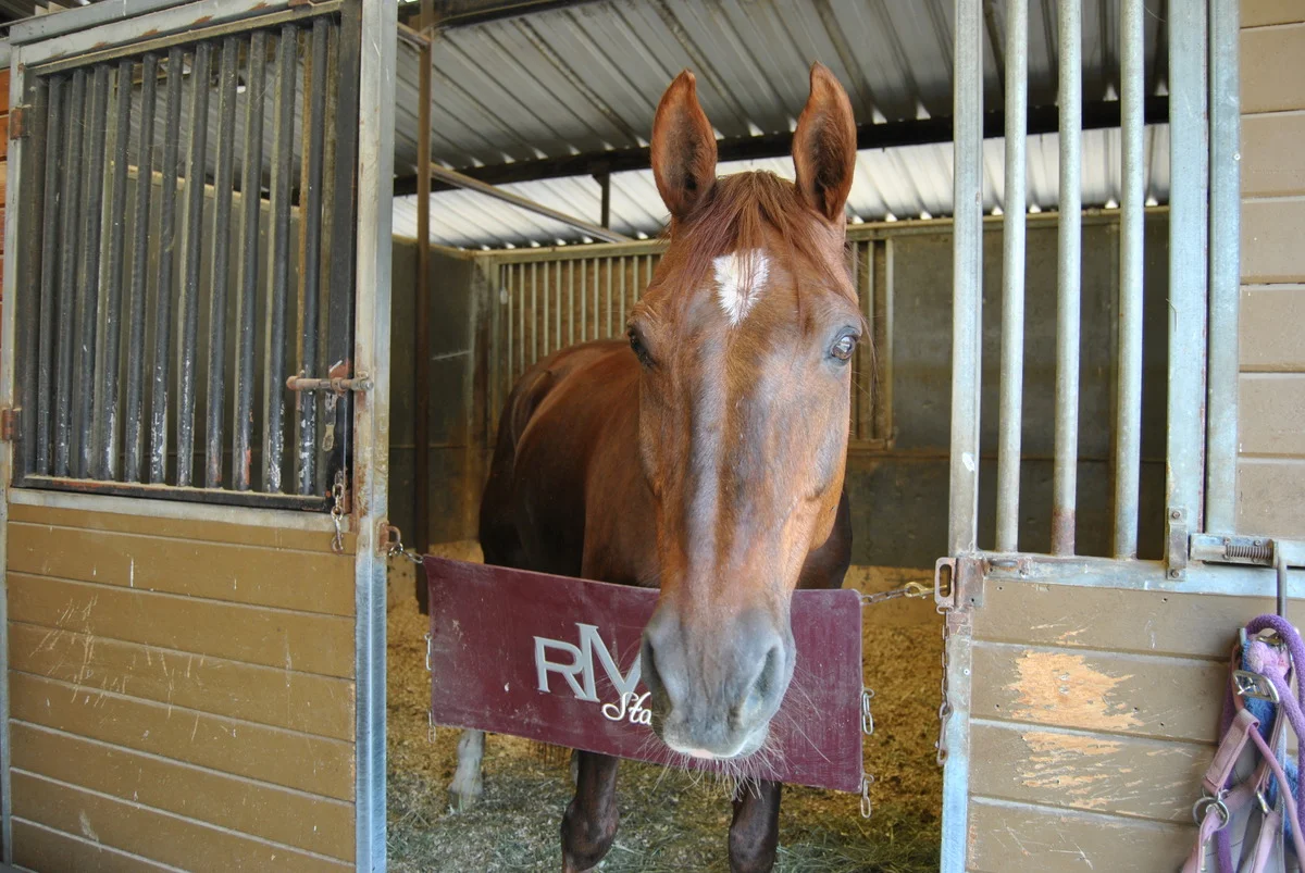 Novello hanging out in one of Toyon Barn's beautiful box stalls.