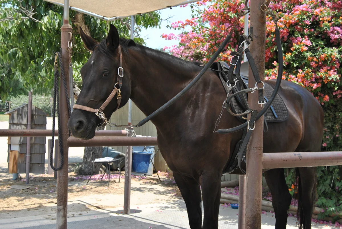Being saddled in front of a trainer tackroom.