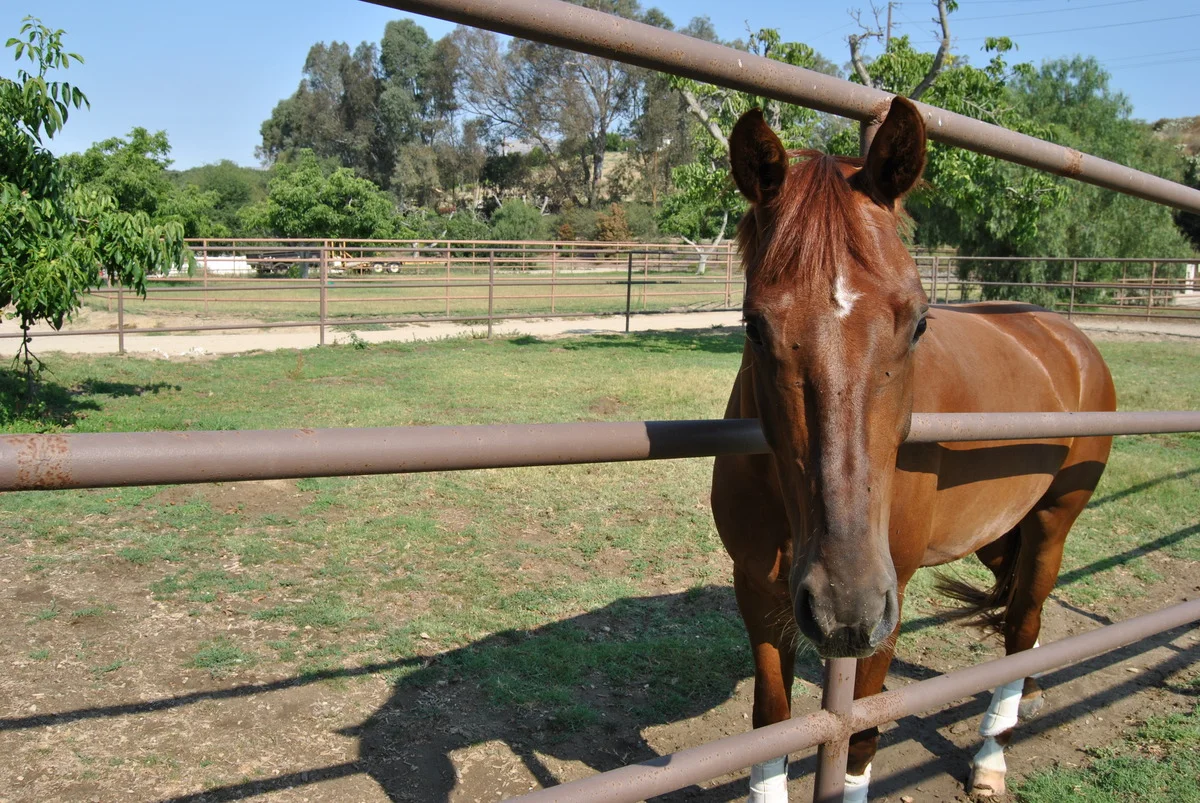 Grazing in one of the beautiful grass turnouts.
