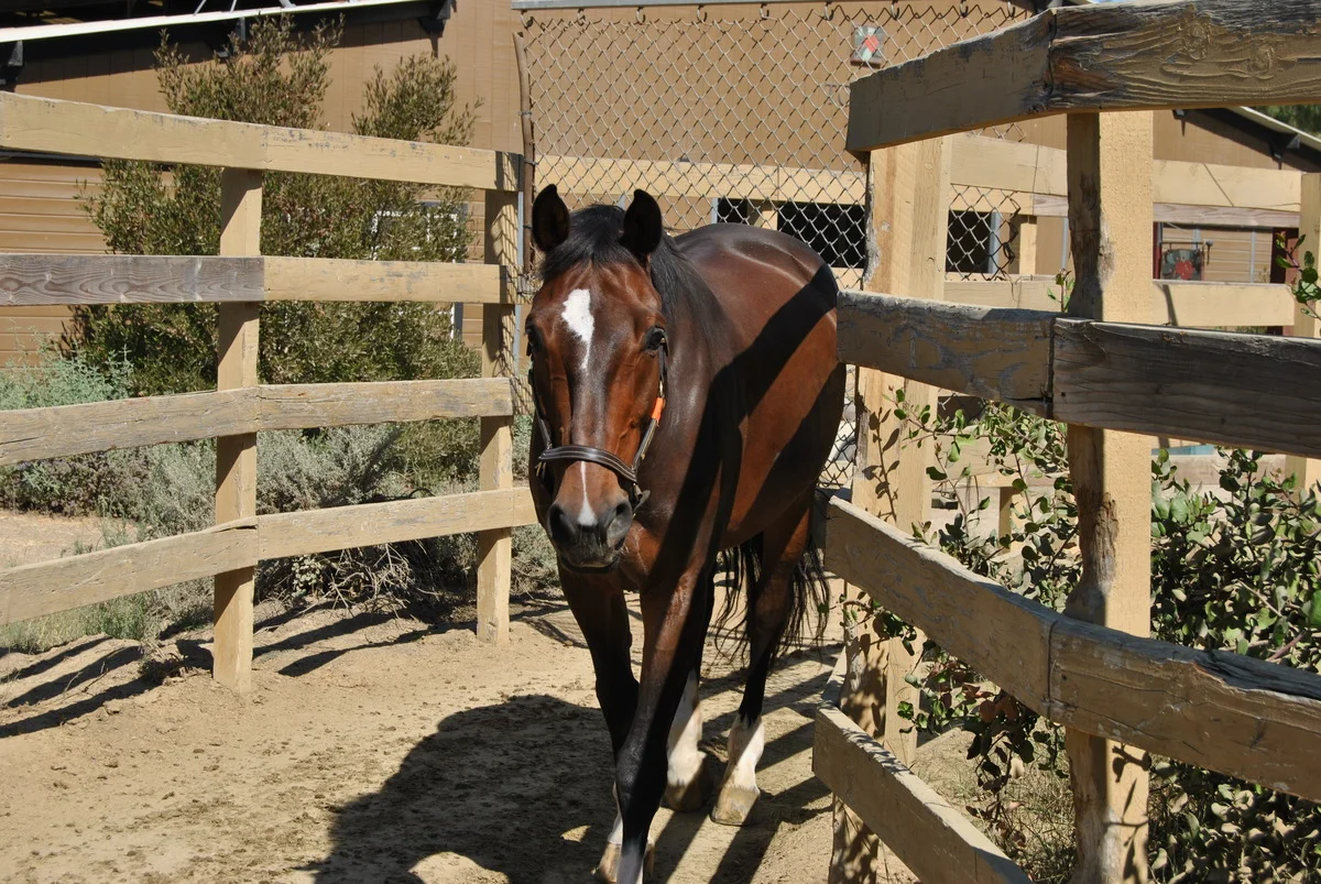 Rocco using the European Hot Walker.