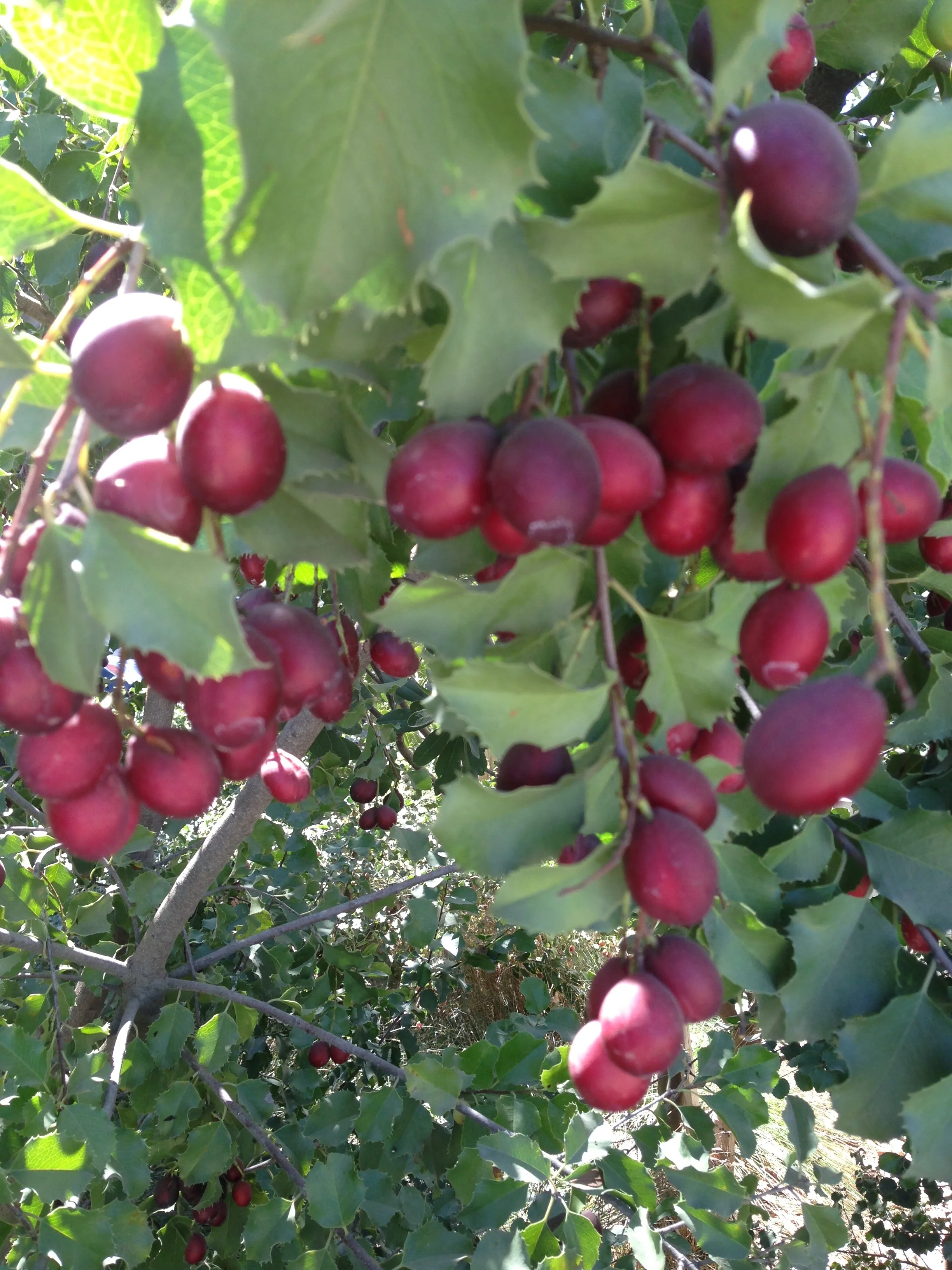 Catalina Cherries